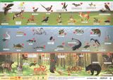 Podložka na stôl, A3, &quot;Mo.vadon élő állatai/Mo állatvilága - Divé zvieratá Maďarska/ Svet zvierat&quot; - výrobok v MJ